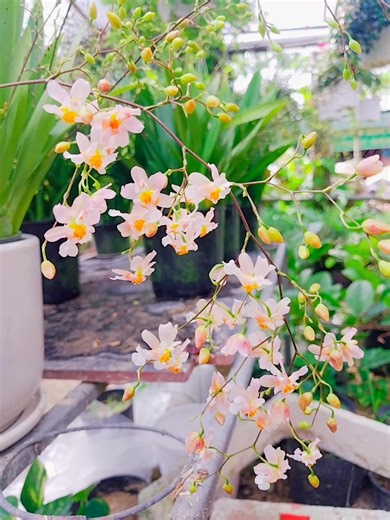 Kim Nguyên on Reels