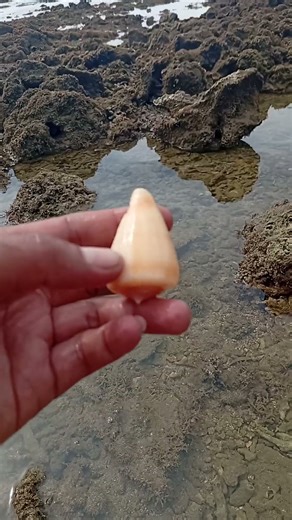 Sea Shells white #seashells #youtubeshorts #beach