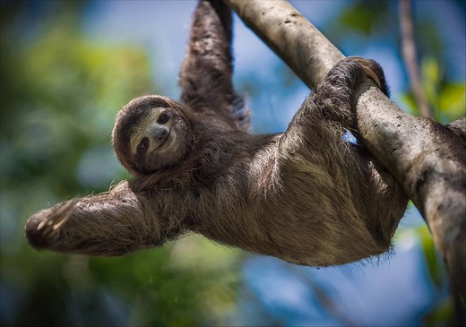 Yes, Sloths Can Swim! 6 Interesting Facts About These Surprisingly Strong Swimmers