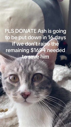 Ash (@ash16095)’s video of ash