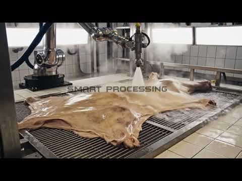 Cow Leather & Meat Factory – How Premium Products Are Made from Dairy Cattle.
