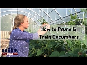 How to Prune & Train Cucumbers