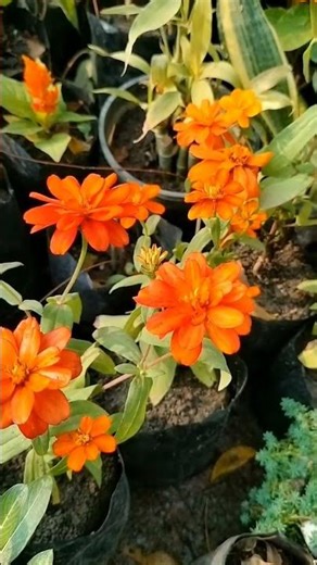 winter flowering plant care 🪴👨🏻‍🌾😘|| #homegardening #viralplzz #short #youtubeshorts