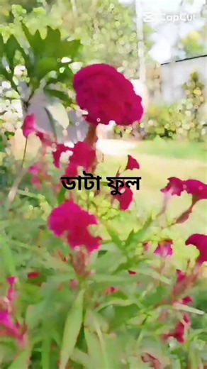 ডাটা ফুল #flowers #viral #foryou