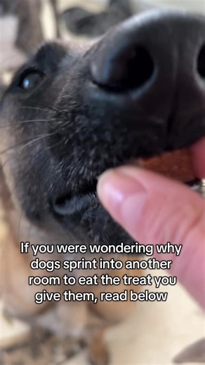 Why Dogs Run with Their Treats: The Science Behind Their Behavior