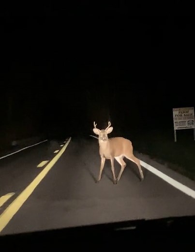 Deer Hunting Fails: Thinking with the Wrong Head