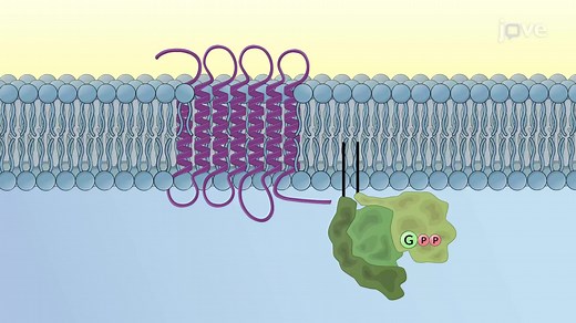 Video: G Protein-coupled Receptors