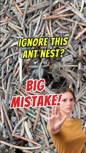🐜😬 Is THIS Ant in Your Yard? | Getting Rid of Ants | Edmonton Pest Control