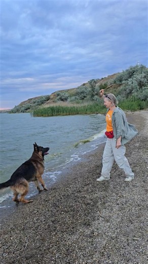 😄Alphonse the cool swimmer. A delightful walk with our German Shepherds by the lake.