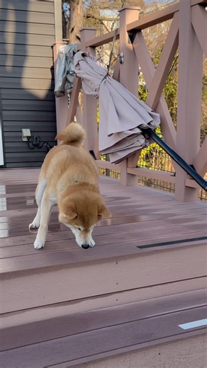 柴犬、ひとりで階段降りられない #柴犬 #shibainu #犬のいる暮らし #段差こわい #階段