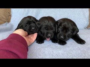 Female Black Labrador Puppies, 3 weeks and 2 days old, Gypsie/Sniper Litter