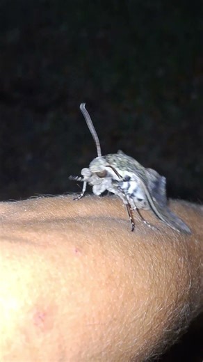 A wild Hawk Moth landed right on my arm!