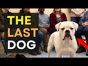 When Dogs Turned Away From Everyone… Until This Heartwarming Moment ❤️🐶