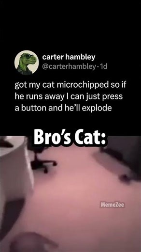 cat explosion
