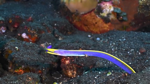 Fascinating True Facts About Five Very Different Eels