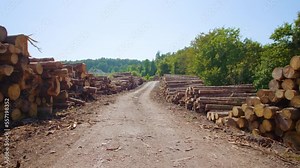 Country ground road covered with wood chips logging waste leading to forest between huge pine logs stacked on roadsides near sawmill