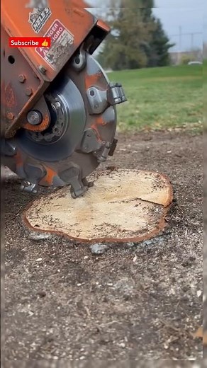"How to Remove Tree Roots Safely and Easily | DIY Stump & Root Removal"