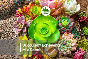 50 Succulent Echeveria Mix Seeds - Etsy
