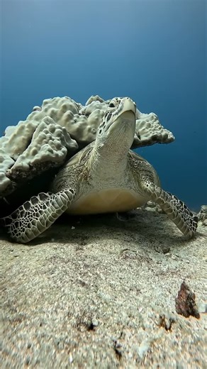 The Turtleman Foundation | Have you seen how the turtle scratches its back? Even sea turtles need a good back scratch after a long day of swimming! 🐢 They often rub... | Instagram