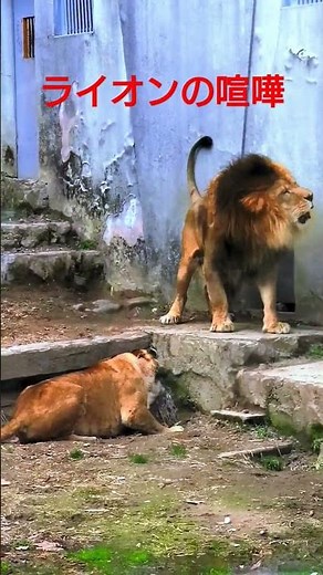 ライオンの喧嘩#百獣の王 #shorts #動物動画