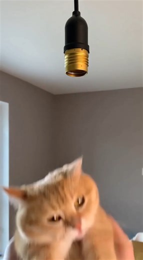 I Turned My Orange Cat Into a Light Bulb 💡🐱 (Unexpected Result!)