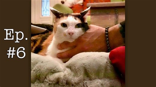 Holistic Cancer Treatments For Cats | Caroline’s Cancer Journal, Ep. 6