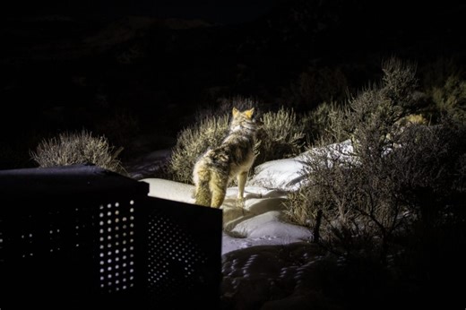 Inside the ‘complex’ and ‘tremendous’ second year of wolves in Colorado