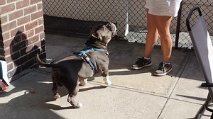 Pop Smokes Playtime-by Jesse Irizarry