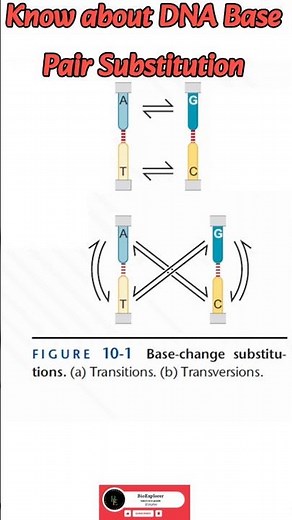 DNA Base Substitution | Transition & Transversion | #BioExplorer #shorts
