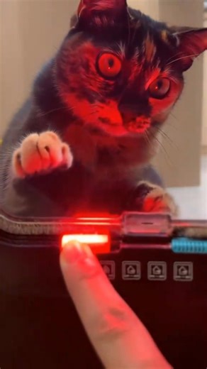 CAT's Imagination when it gets locked up #cat #pets #shorts