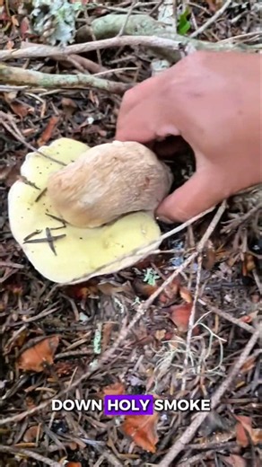 Upside-down Boletus Edulis! 👀🍄 🤪 #mushroom #foraging #fungi
