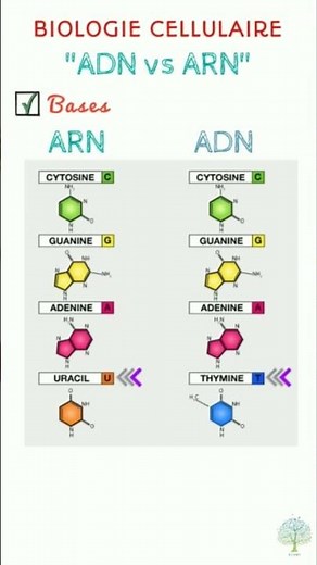 Biologie cellulaire: ADN vs ARN