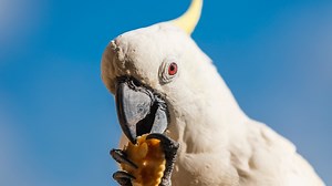As cities around the world grow, scientists are taking a closer look at animals that eat human garbage. In one Australian suburb, wild cockatoos taught themselves how to open garbage bins. And they're outsmarting humans who have devised methods to keep them closed. But just because wildlife has access to human food, doesn't mean it's good for them. | Business Insider Today