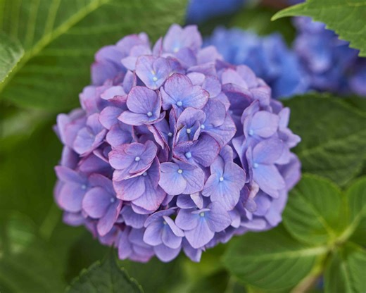 Should you plant hydrangeas in sun or shade? Here's what experts recommend