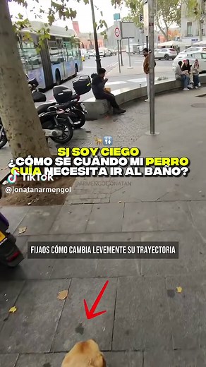 Señales de un perro guía: Cómo interpretar su comunicación