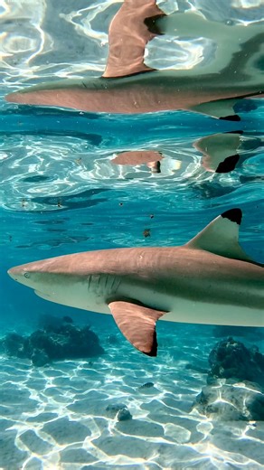 90K views · 4.2K reactions | Life is better surrounded by sharks. #sharks #diving | Dustin Burkhouse photography | Facebook