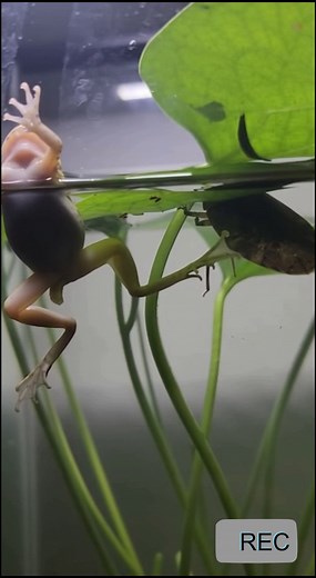 🐸💧 Beneath the calm water, a silent ambush unfolds. The frog sits still — unaware — until the giant water bug strikes like a shadow. One lunge, one ripple, and the pond goes quiet again. Nature’s balance, fierce and final. ⚙️ This video was created using artificial intelligence, purely for cinematic storytelling. 🐾 No real creatures or people were involved — only creative simulation. 🔥 The raw, primal suspense of predator versus predator. #AIStory #WaterBugVsFrog #PredatorInstinct #Cinematic