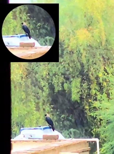 🌧️ Crow Enjoying Rain | Amazing Nature Short 🐦#birds #youtubeshorts#explore
