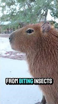 Why Do Capybaras Roll in Mud?