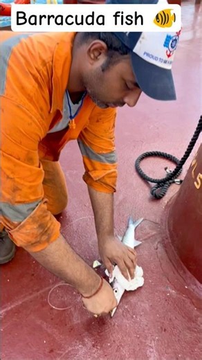 Barracuda fish 🐠 at anchor ⚓