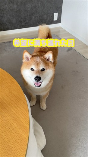 希望に満ち溢れた目でこっちを見てくる柴犬