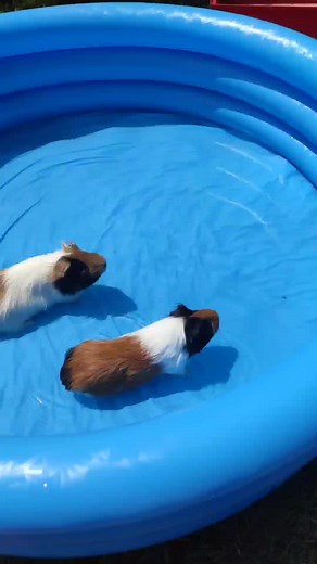 Guinea Pig Swimming Pool Fun: A Joyful Summer Activity