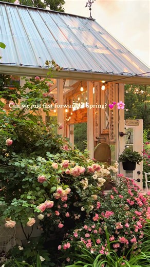 Since the holidays are over, can we just skip to Spring? 💕🌸 #greenhouse #roses #backyardgarden