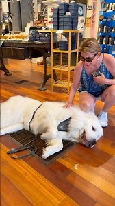 👀 Pepe the dog in Portland Oregon #portlandmaine #travel #dogs #pets