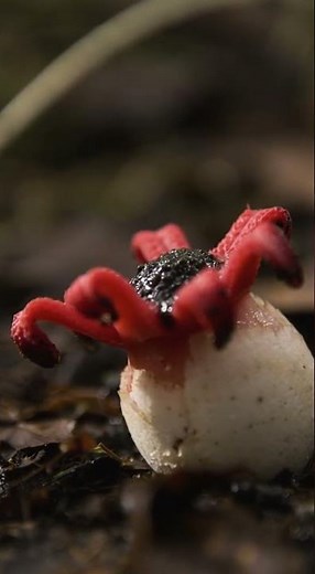 El hongo estrella carnívora que existe de verdad