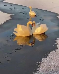 Beautiful Swans🦢 | The wonderful world
