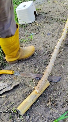Harvesting Cassava Leaves, Replanting the Stems 🌱#cassava #harvest #growyourown #homegarden