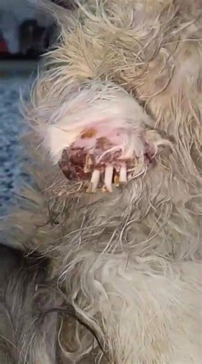 Abandoned House Cat’s Leg MUTILATED In Horrific Attack [STORY BELOW]