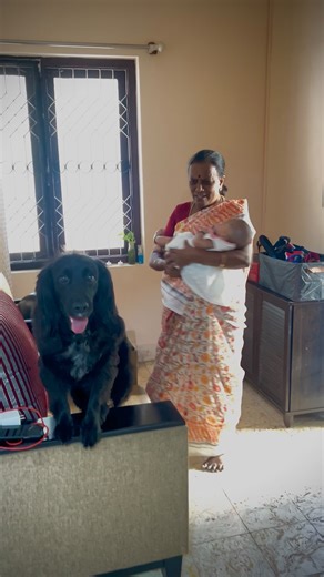 Max on Instagram: "Curiouser and Curiouser. Baby butt and head sniffing was interesting. Keys Dogs with new born, curious dog, baby and dog, soft dogs, dog love"