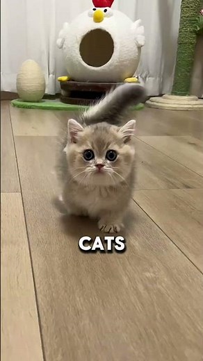 The Cat With the World’s Shortest Legs 😹